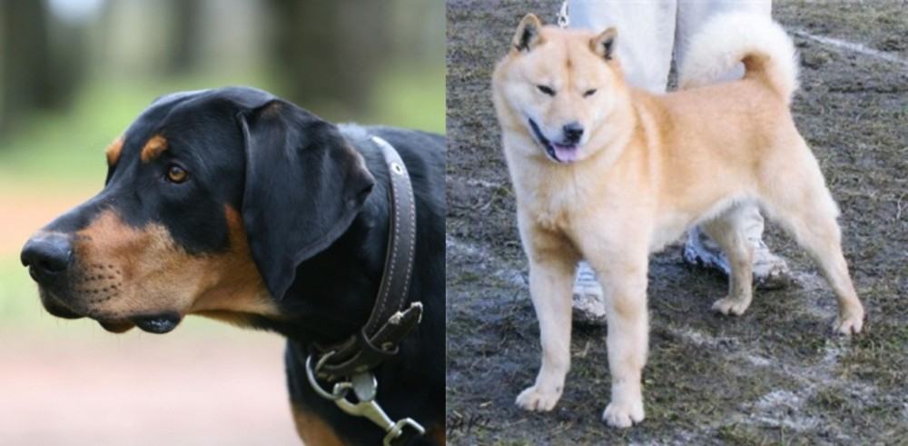 Hokkaido vs Lithuanian Hound - Breed Comparison