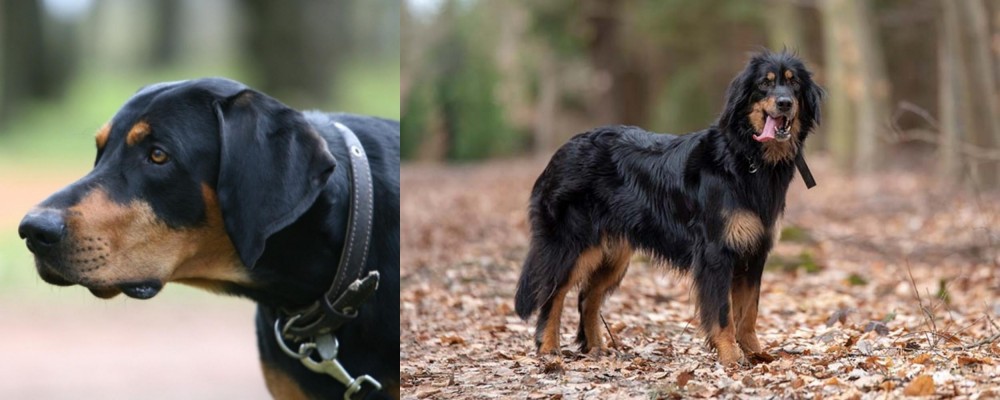 Hovawart vs Lithuanian Hound - Breed Comparison