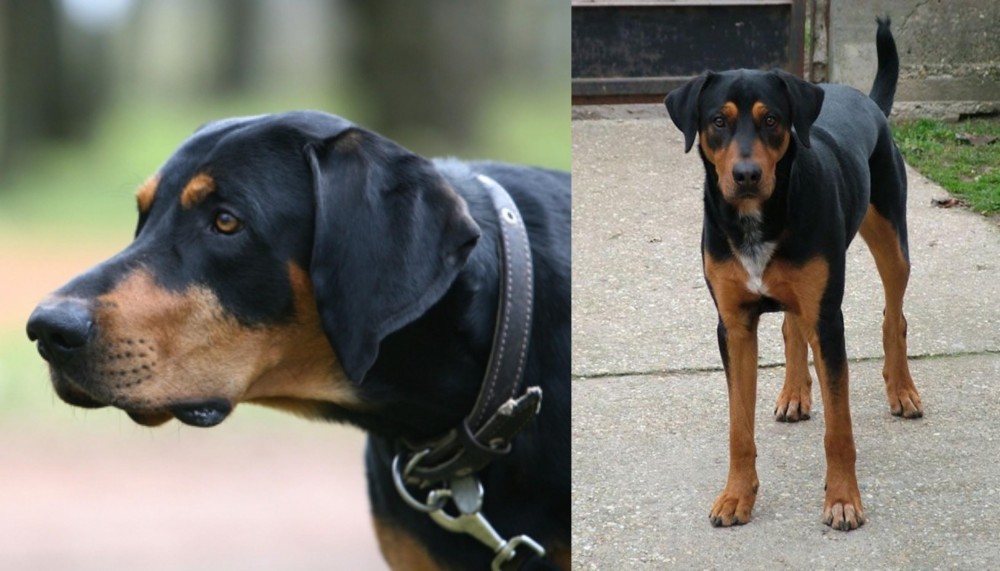 Hungarian Hound vs Lithuanian Hound - Breed Comparison