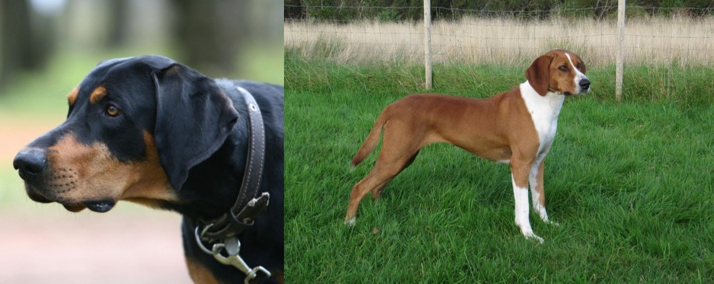 Hygenhund vs Lithuanian Hound - Breed Comparison