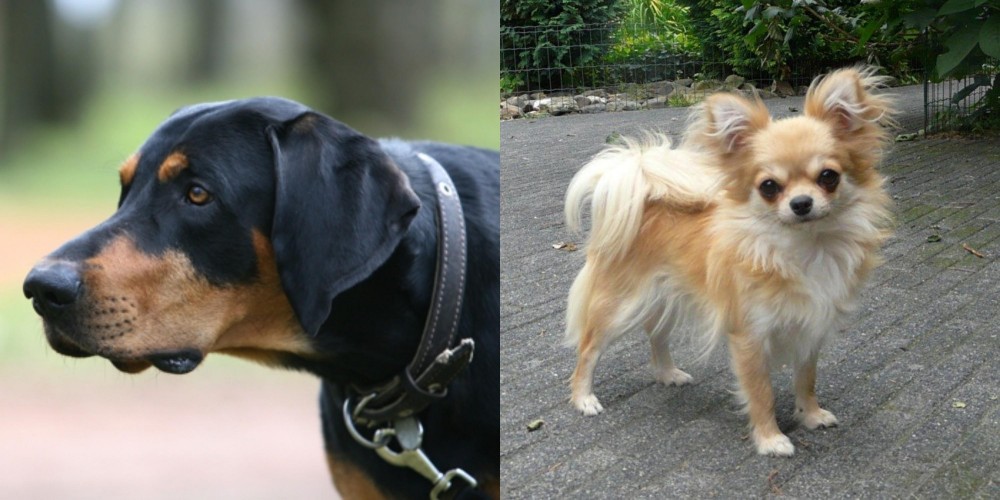Long Haired Chihuahua vs Lithuanian Hound - Breed Comparison
