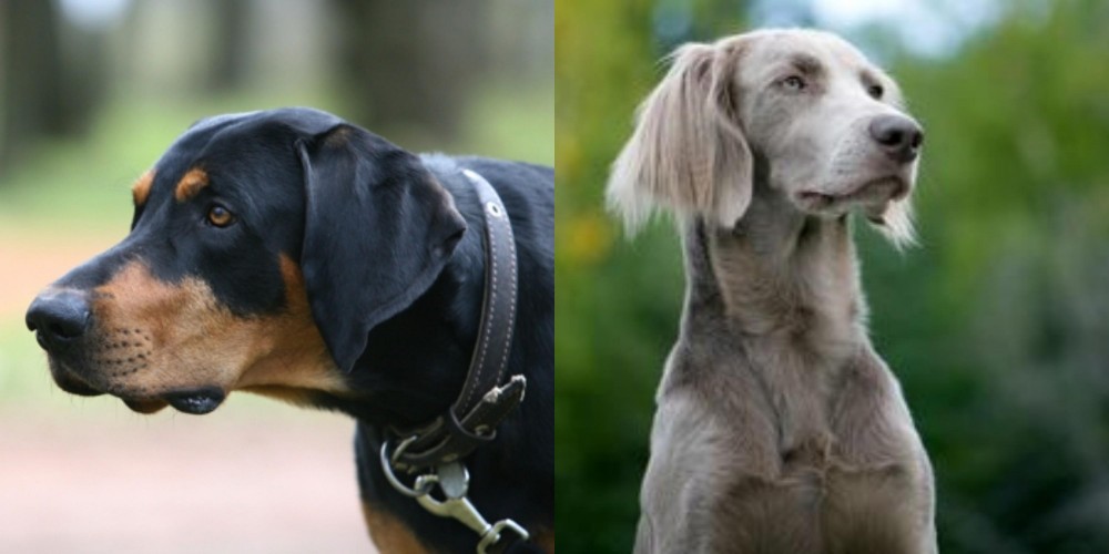 Longhaired Weimaraner vs Lithuanian Hound - Breed Comparison