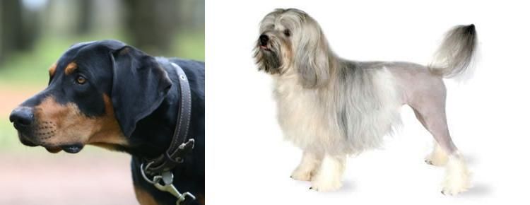 Lowchen vs Lithuanian Hound - Breed Comparison