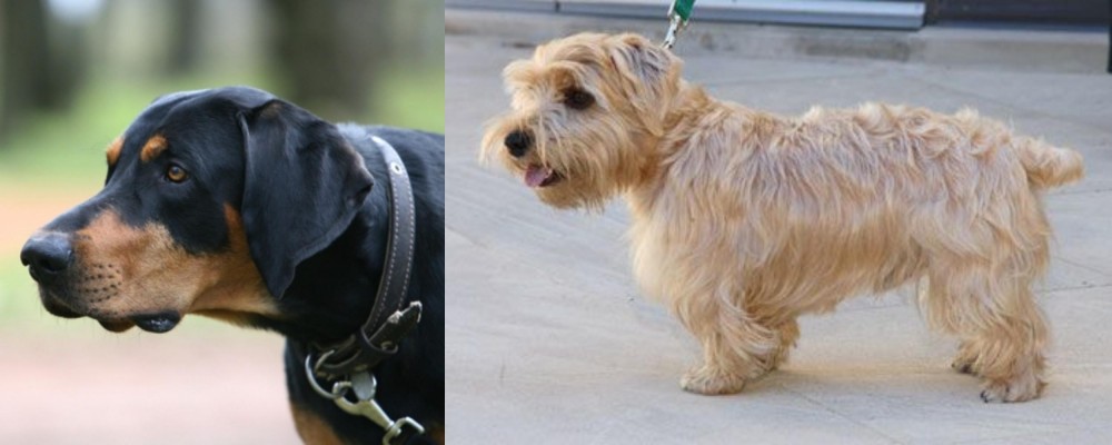Lucas Terrier vs Lithuanian Hound - Breed Comparison