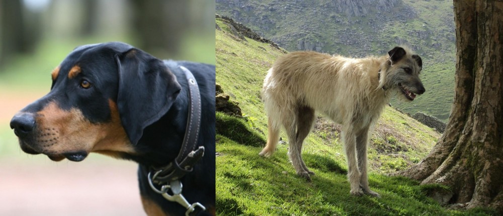 Lurcher vs Lithuanian Hound - Breed Comparison