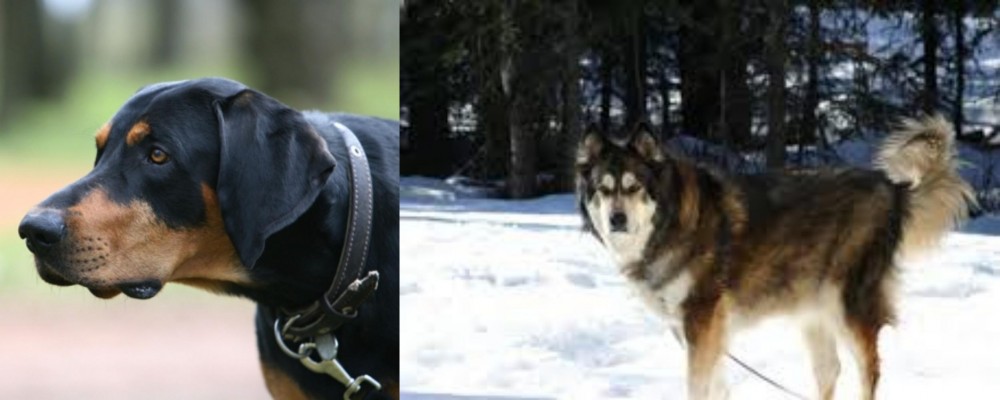 Mackenzie River Husky vs Lithuanian Hound - Breed Comparison