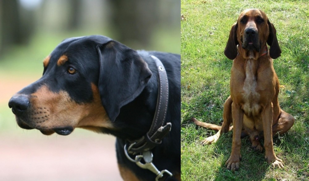 Majestic Tree Hound vs Lithuanian Hound - Breed Comparison