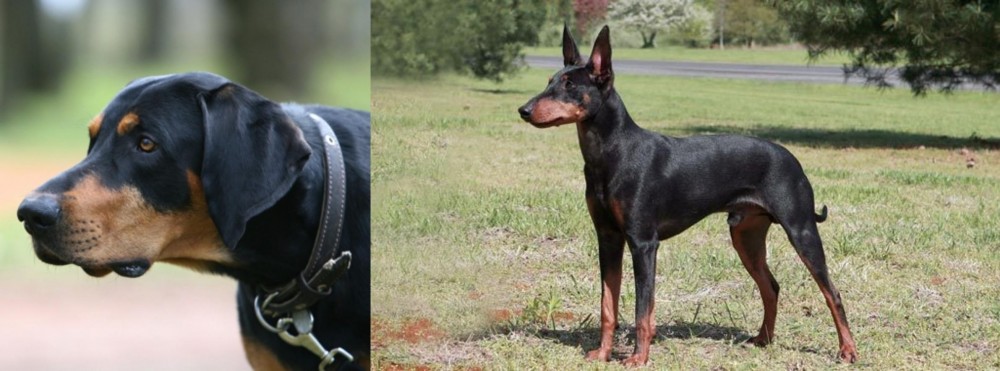 Manchester Terrier vs Lithuanian Hound - Breed Comparison