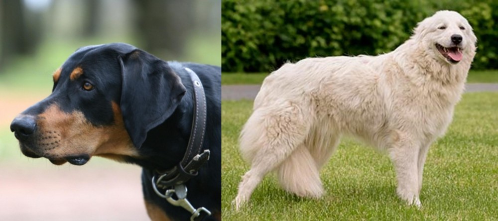 Maremma Sheepdog vs Lithuanian Hound - Breed Comparison