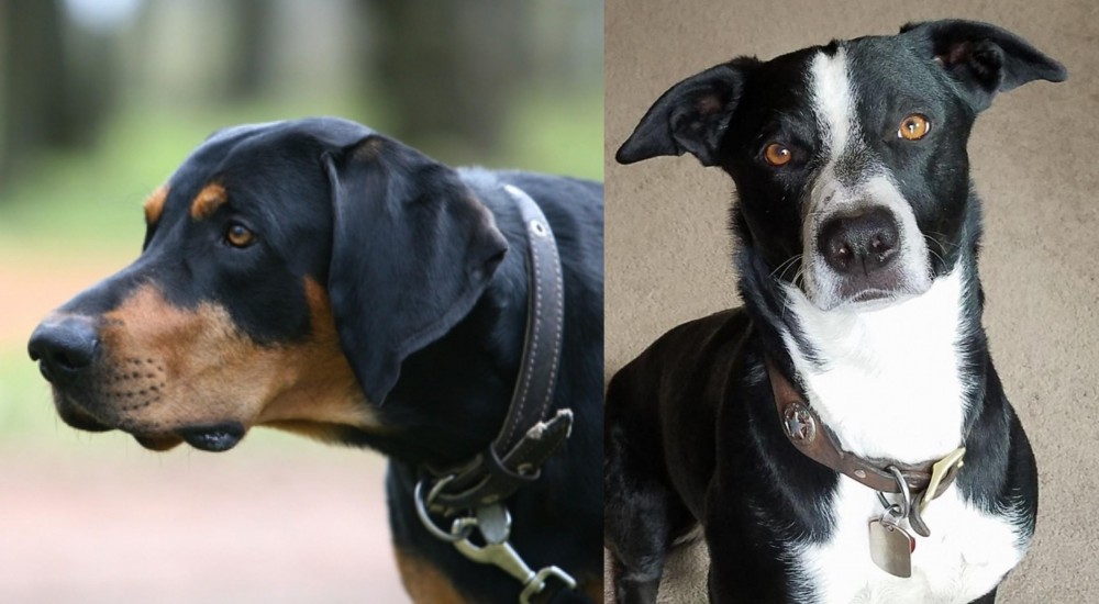 McNab vs Lithuanian Hound - Breed Comparison