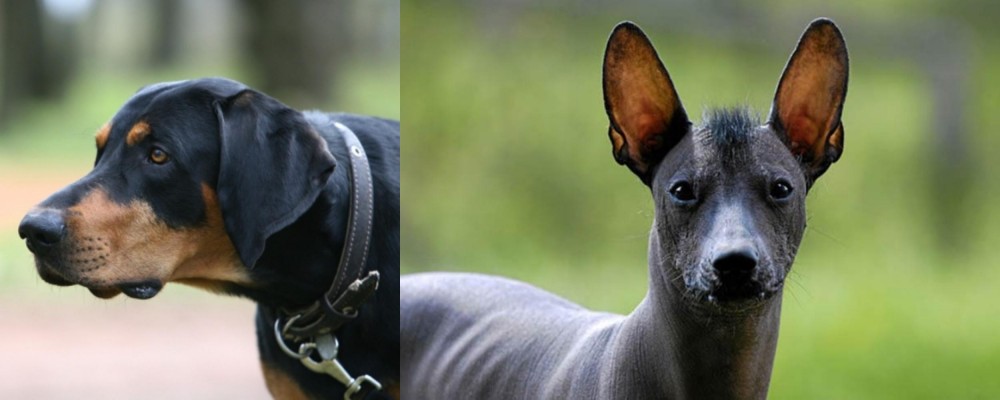 Mexican Hairless vs Lithuanian Hound - Breed Comparison