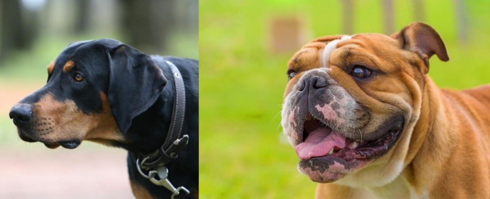 Miniature English Bulldog vs Lithuanian Hound - Breed Comparison