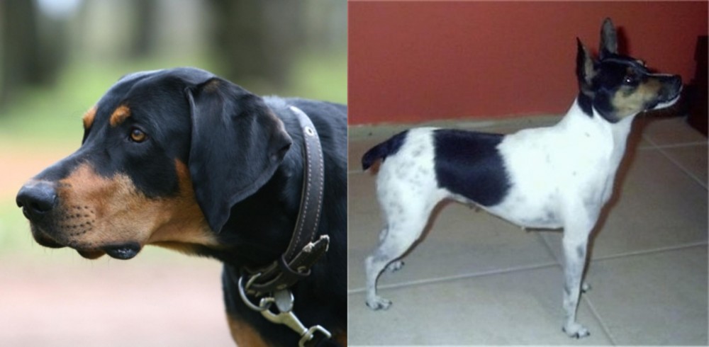 Miniature Fox Terrier vs Lithuanian Hound - Breed Comparison