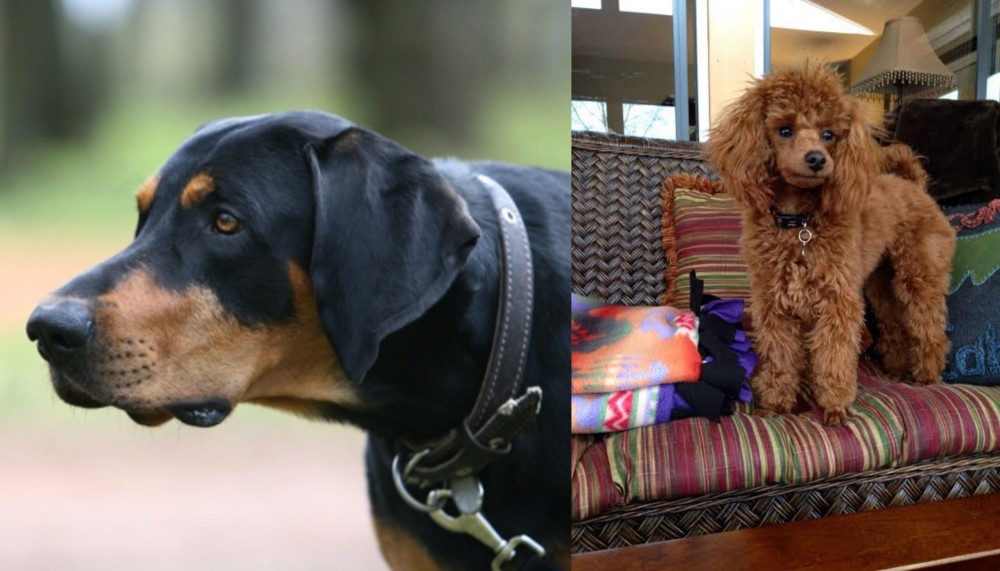 Miniature Poodle vs Lithuanian Hound - Breed Comparison