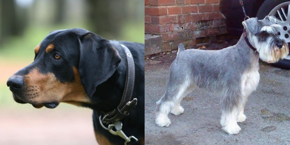 Miniature Schnauzer vs Lithuanian Hound - Breed Comparison