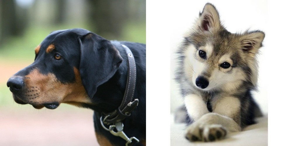 Miniature Siberian Husky vs Lithuanian Hound - Breed Comparison