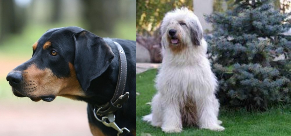 Mioritic Sheepdog vs Lithuanian Hound - Breed Comparison