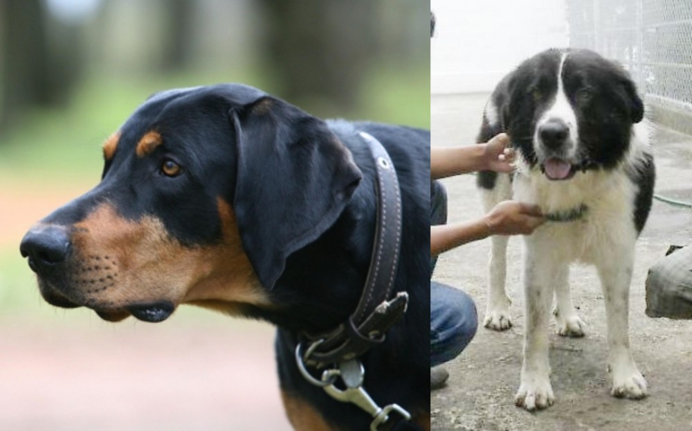 Mucuchies vs Lithuanian Hound - Breed Comparison