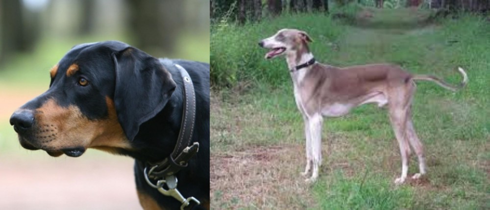 Mudhol Hound vs Lithuanian Hound - Breed Comparison