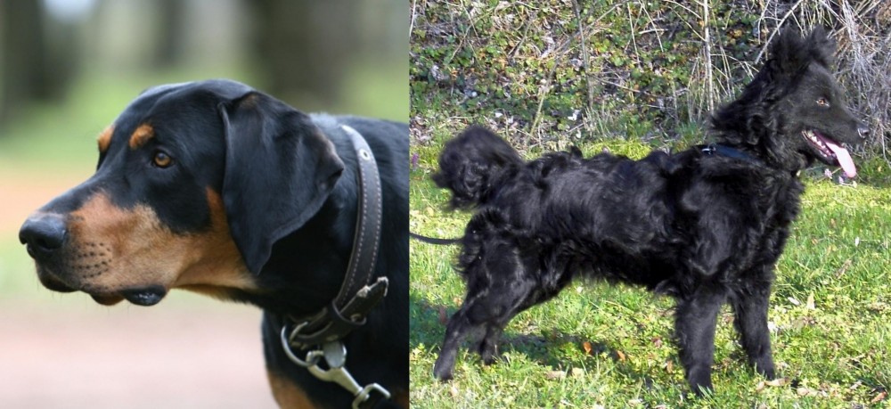 Mudi vs Lithuanian Hound - Breed Comparison