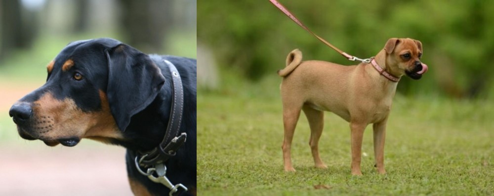 Muggin vs Lithuanian Hound - Breed Comparison