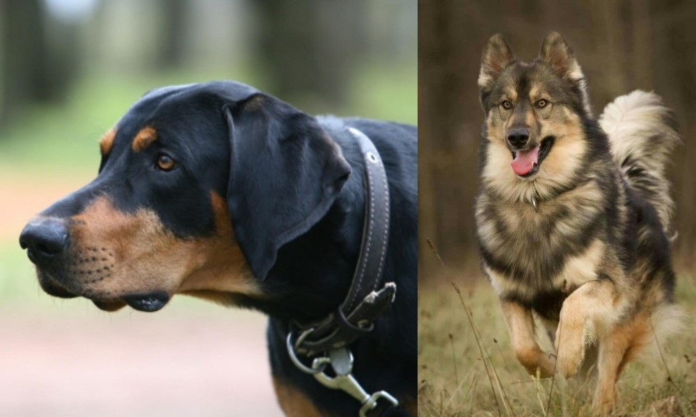 Native American Indian Dog vs Lithuanian Hound - Breed Comparison