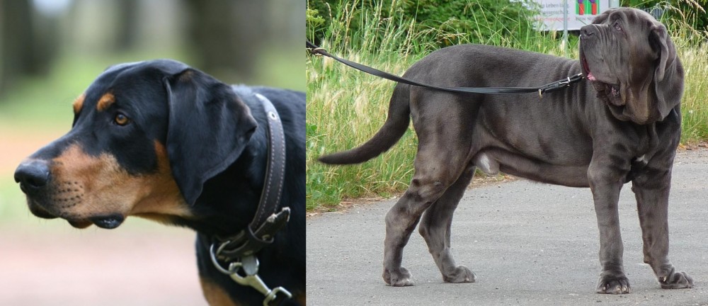 Neapolitan Mastiff vs Lithuanian Hound - Breed Comparison