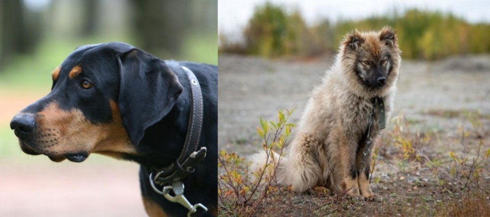 Nenets Herding Laika vs Lithuanian Hound - Breed Comparison