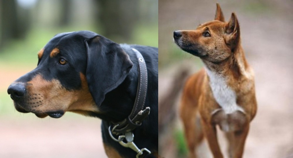 New Guinea Singing Dog vs Lithuanian Hound - Breed Comparison