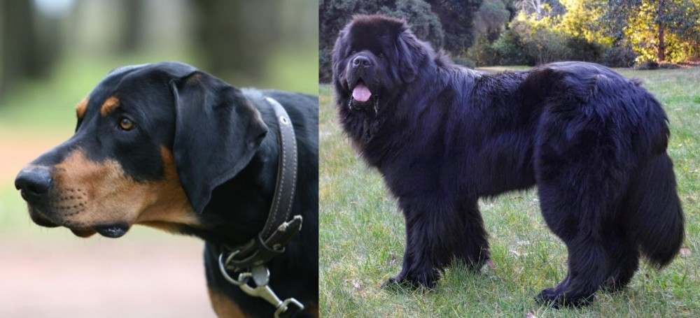 Newfoundland Dog vs Lithuanian Hound - Breed Comparison