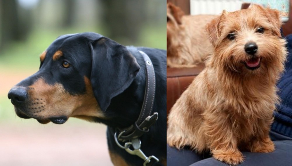 Norfolk Terrier vs Lithuanian Hound - Breed Comparison