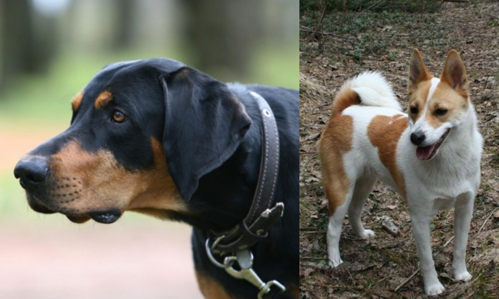 Norrbottenspets vs Lithuanian Hound - Breed Comparison