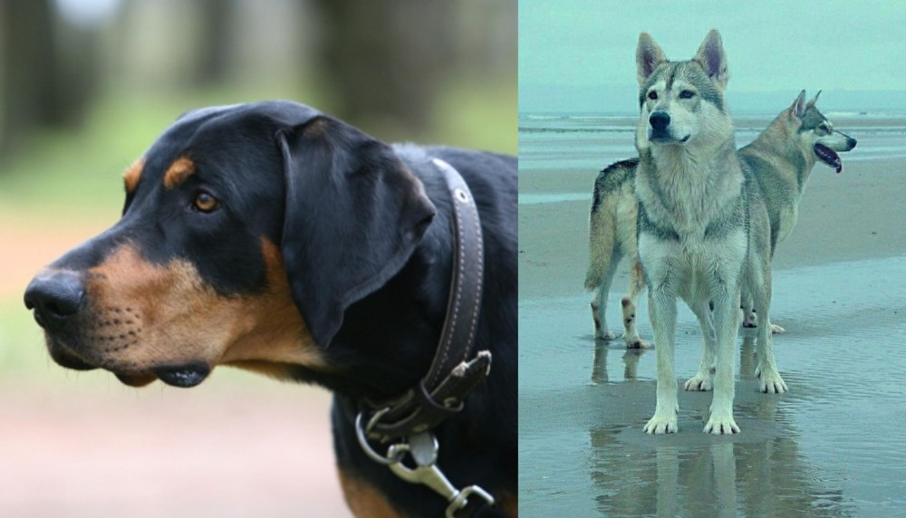 Northern Inuit Dog vs Lithuanian Hound - Breed Comparison