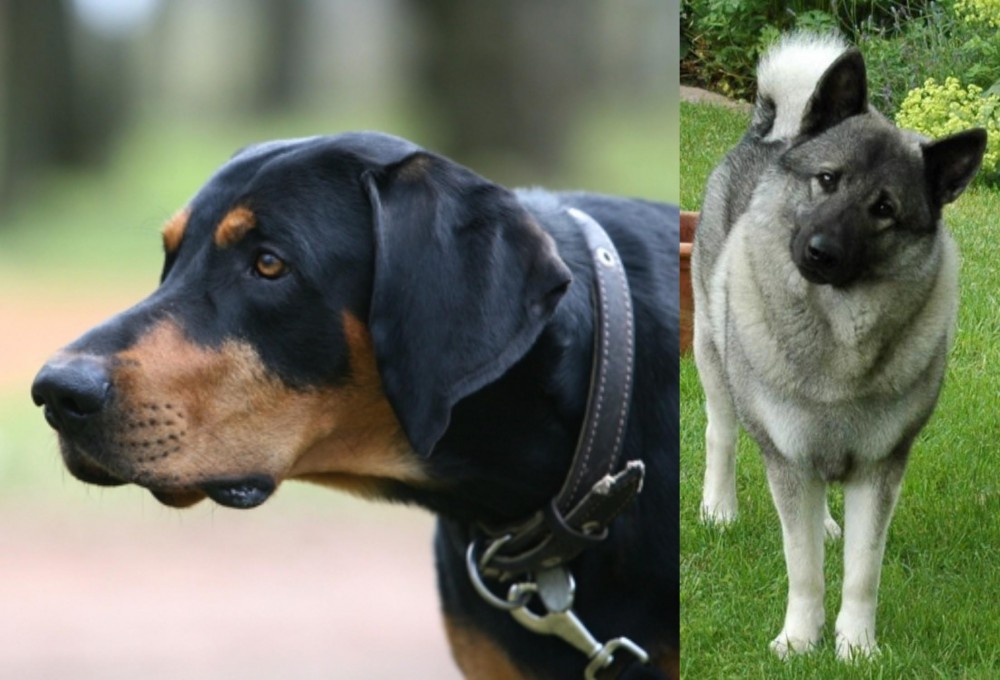Norwegian Elkhound vs Lithuanian Hound - Breed Comparison