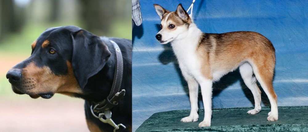 Norwegian Lundehund vs Lithuanian Hound - Breed Comparison