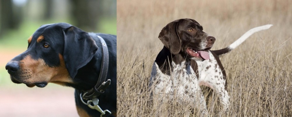 Old Danish Pointer vs Lithuanian Hound - Breed Comparison