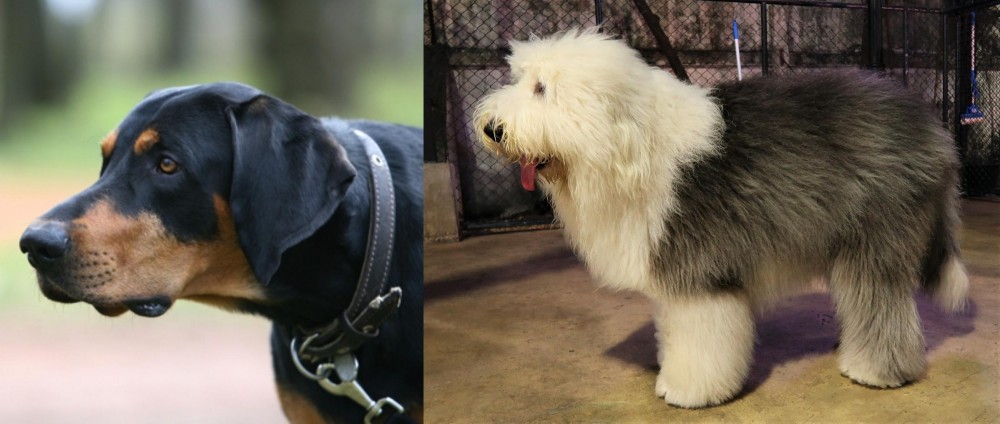 Old English Sheepdog vs Lithuanian Hound - Breed Comparison