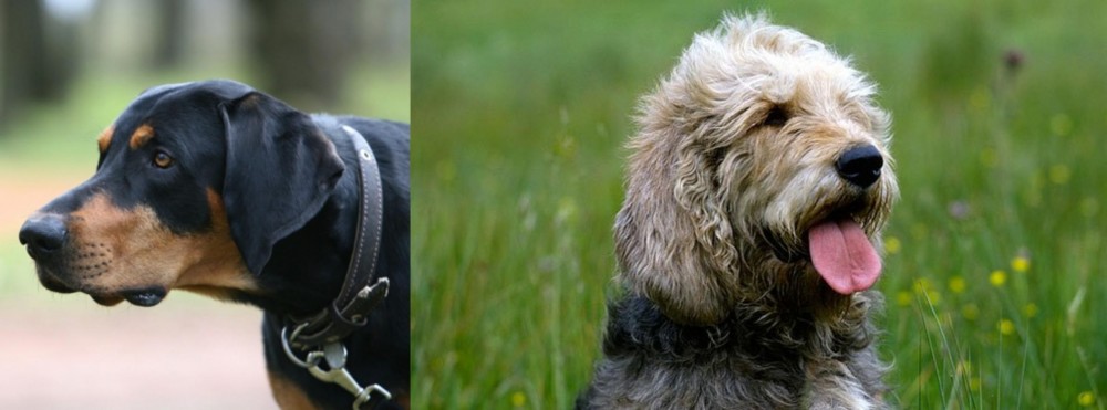 Otterhound vs Lithuanian Hound - Breed Comparison