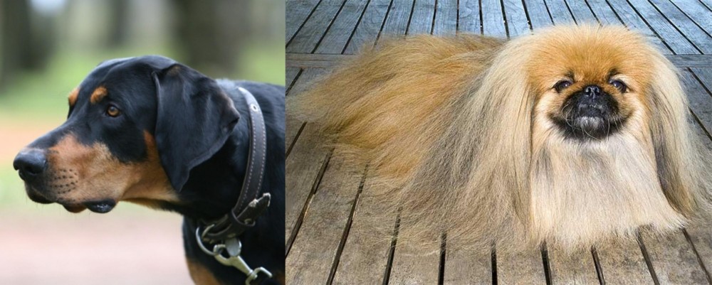 Pekingese vs Lithuanian Hound - Breed Comparison