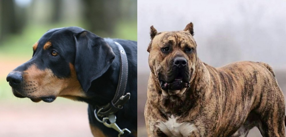 Perro de Presa Canario vs Lithuanian Hound - Breed Comparison