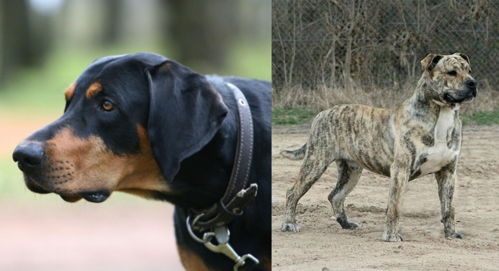 Perro de Presa Mallorquin vs Lithuanian Hound - Breed Comparison