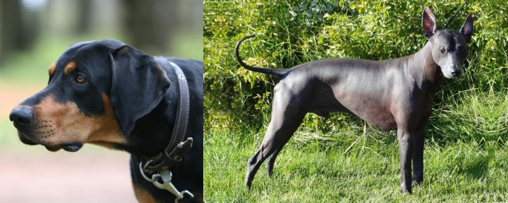 Peruvian Hairless vs Lithuanian Hound - Breed Comparison
