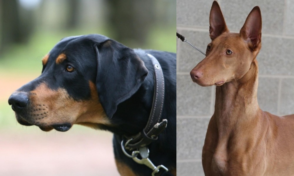 Pharaoh Hound vs Lithuanian Hound - Breed Comparison