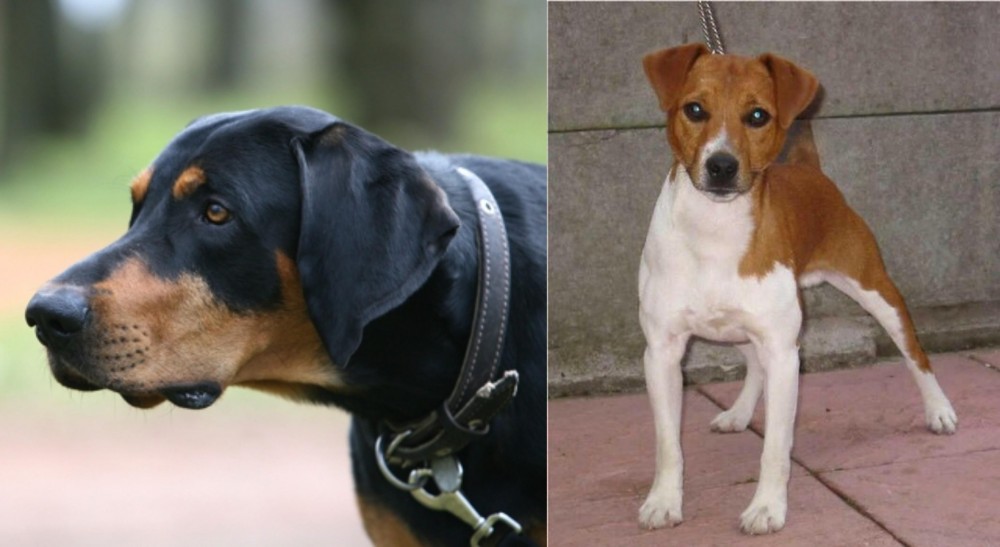 Plummer Terrier vs Lithuanian Hound - Breed Comparison