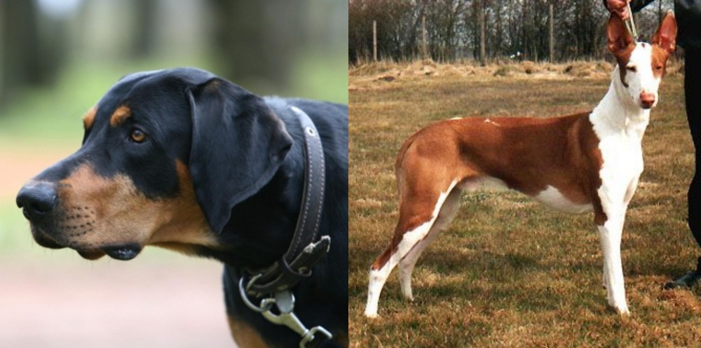 Podenco Canario vs Lithuanian Hound - Breed Comparison