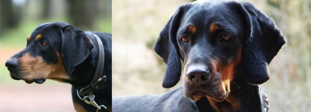 Polish Hunting Dog vs Lithuanian Hound - Breed Comparison