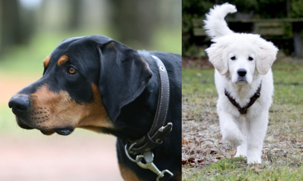 Polish Tatra Sheepdog vs Lithuanian Hound - Breed Comparison