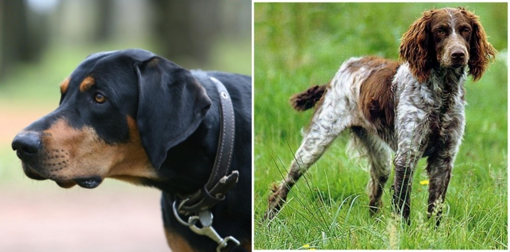 Pont-Audemer Spaniel vs Lithuanian Hound - Breed Comparison