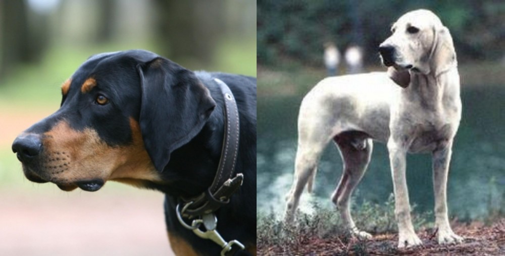 Porcelaine vs Lithuanian Hound - Breed Comparison