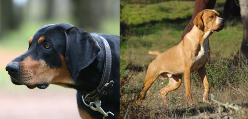 Portuguese Pointer vs Lithuanian Hound - Breed Comparison